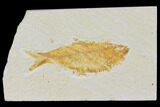 Bargain, Detailed Fossil Fish (Knightia) - Wyoming #120372-1